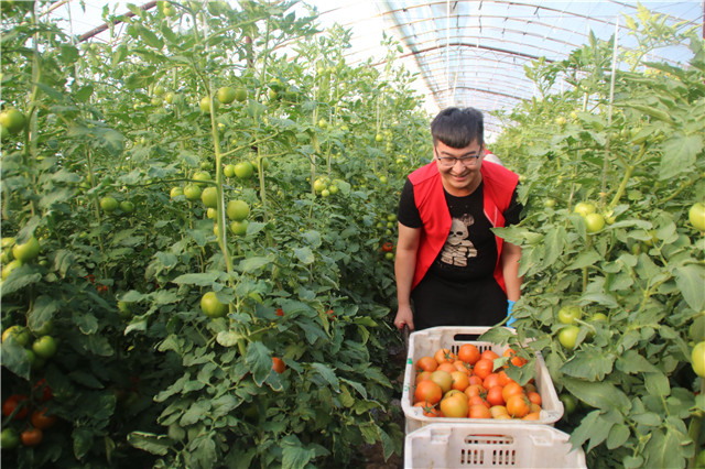 【三下乡】献身大棚  感化每一篇绿茵——机电工程系“机时予”象谷村志愿服务纪实（三）