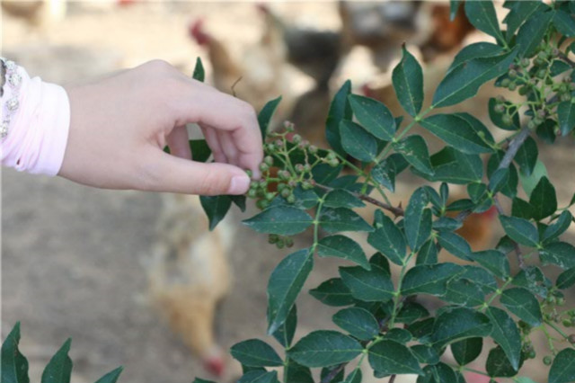 【三下乡】志愿者风采：让我们做一天您的孩子吧