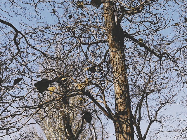 前行第137期：落叶秋风寒衣冷 萧萧木叶南归雁