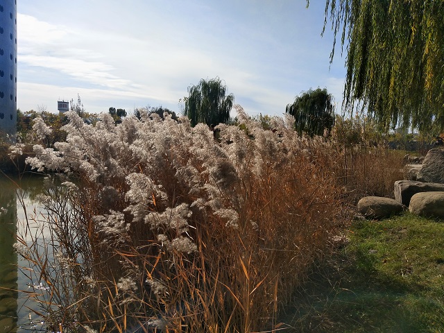 前行第137期：落叶秋风寒衣冷 萧萧木叶南归雁