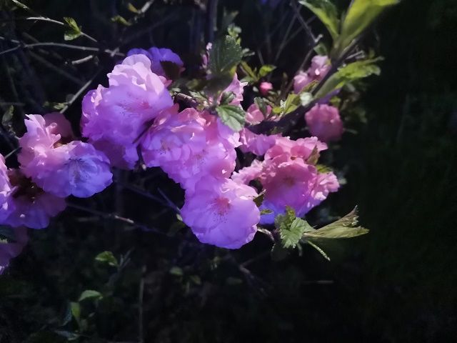 【完满班级】春暖花开 奔你而来——食品与环境学院园林1901班完满班级活动