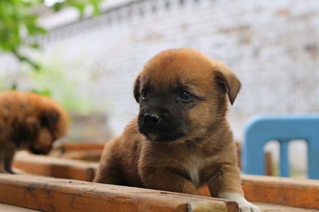【完满班级】佛语有云 众生平等——食品与环境学院动医1703班举办完满班级活动