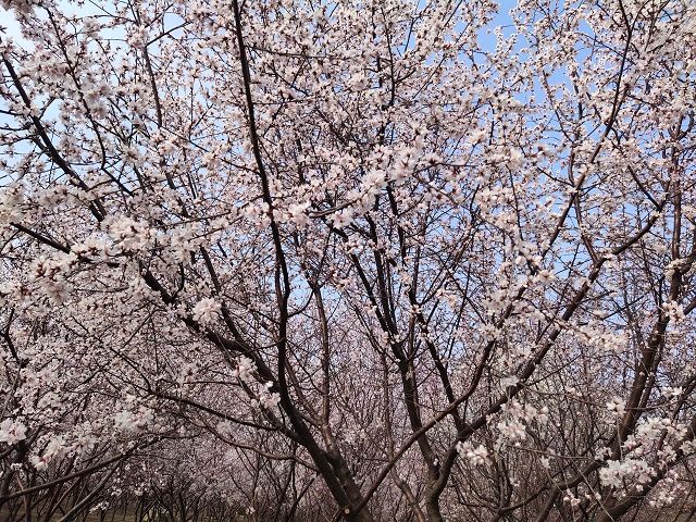 【完满班级】伴随花香 寻找春天——食品与环境学院土管1902班完满班级活动
