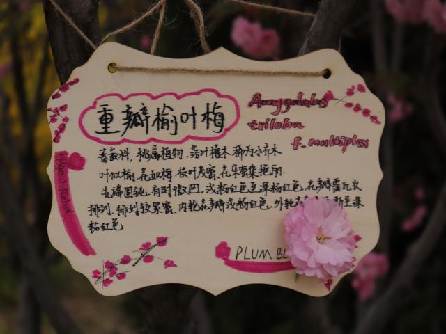 与树相约 追逐春日浪漫——经济与管理学院“树朋友 你好呀”文明实践在行动挂树牌活动