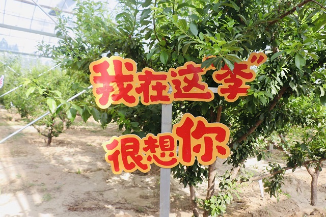 【三下乡】进田间地头·种植员张春明与“新”农来堡的十年相依——经济与管理学院“经”缘晋乡实践团助农篇