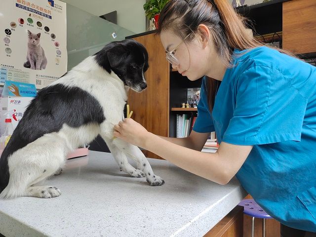 【暑假社会实践】夏日炎炎 有你真甜 ——食品与环境学院动医专业社会实践活动