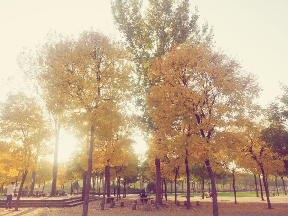 【完满班级】金黄遍野 落叶之美——淬炼商学院举行“善”行青春主题活动（六）