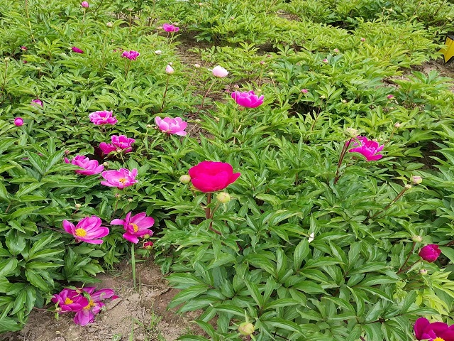 【完满团支部】繁花似锦 百花争艳——远景学院远景2205班完满团支部活动