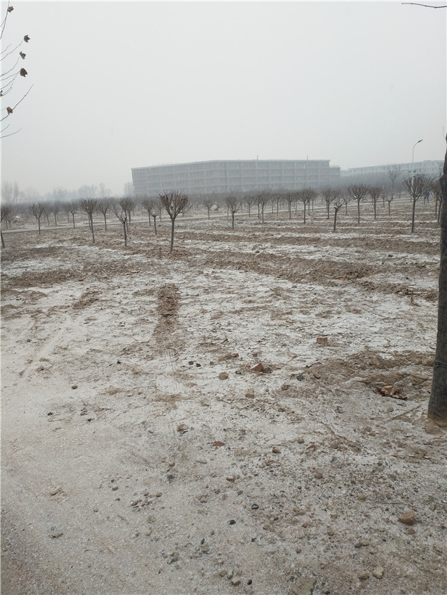 【前行】第75期:信院初雪 如果不打伞 是不是可以一路走到白头