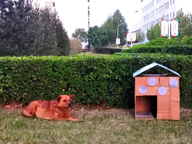 【青马工程】流浪小屋计划 让每一份爱心都得到归属