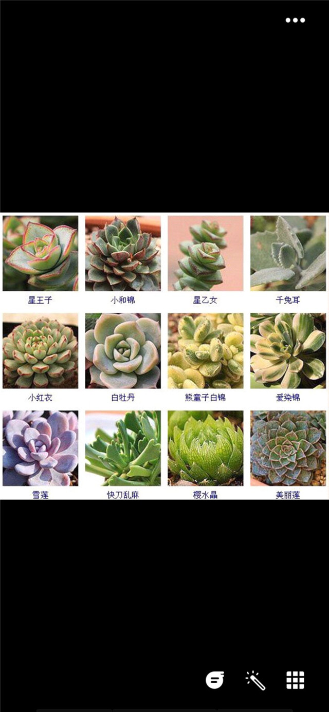 【社团快讯】走进多肉植物 领略自然奇妙——“肉之名”多肉小百科