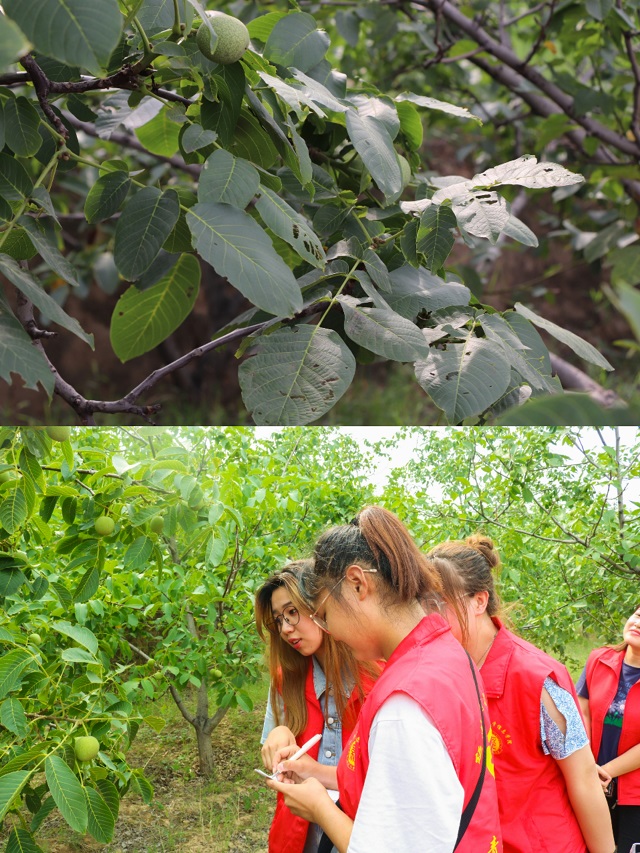 【三下乡】坚守扶农印记 用专业知识助力乡村振兴——经济与管理学院“经”史思源党史实践团“三下乡”实践活动纪实二