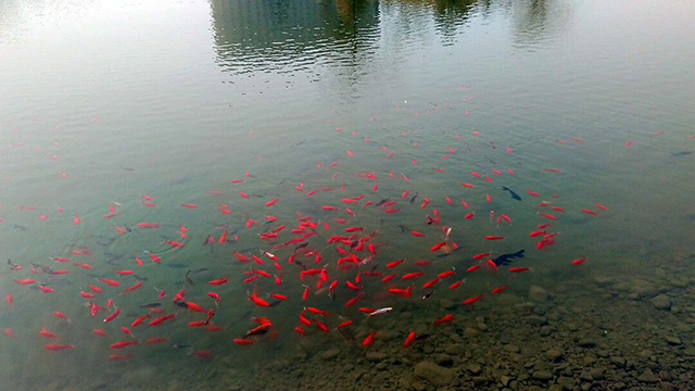 【前行】第28期：清明时节雨纷纷 信院春情最撩人