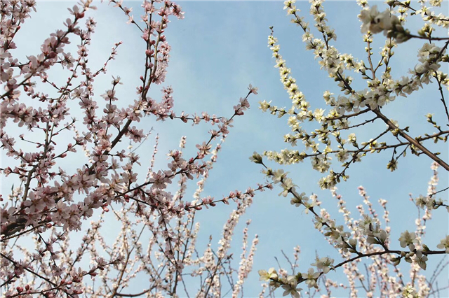 【完满班级】携美丽春光 伴书生年华——远景1704班探寻信院之春