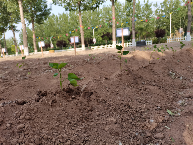 【信院农场】农耕项目第2期:初夏时节 耕植方圃 不亦乐乎