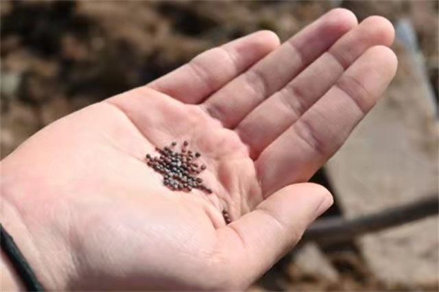 春耕始 万物生——远景学院“春分耕种计划”主题活动