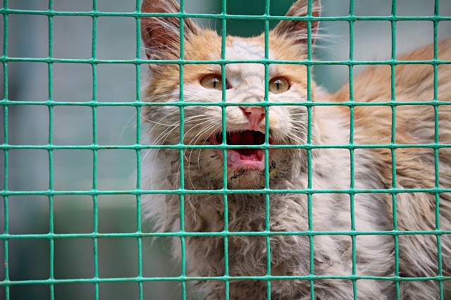 【完满班级】佛语有云 众生平等——食品与环境学院动医1703班举办完满班级活动