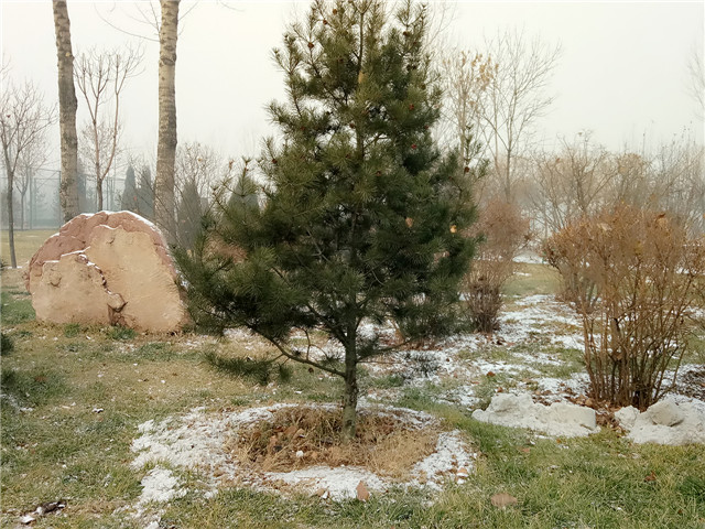 【前行】第75期:信院初雪 如果不打伞 是不是可以一路走到白头