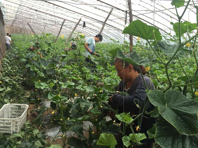 【三下乡】清晨闻瓜香 黄昏伴耄耋