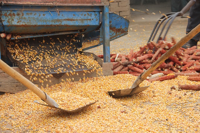 【三下乡】七月六谷香 农家齐欢畅——远景学院“改革开放四十周年调研实践团”三下乡之行