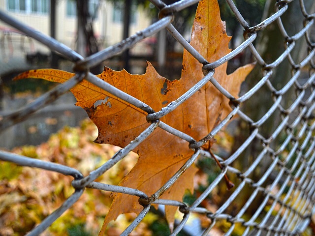 【完满班级】秋天的遐想 大学的憧憬 ——环设1804“一叶知秋”10月完满班级活动
