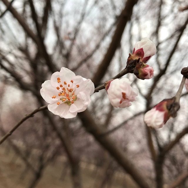 【完满班级】桥上的路 画中的你——食品与环境学院生技1701班级完满班级活动