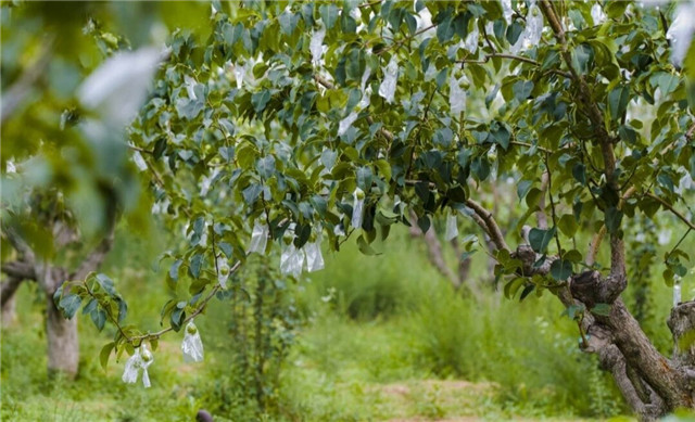 【暑期社会实践】回归乡村 定格美丽——2017级环境设计“美丽乡村”微电影暨平面摄影作品征集活动