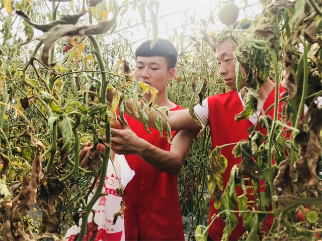 【三下乡】百业农为先 躬行阡陌间——智能工程学院“机时予”象谷村志愿服务