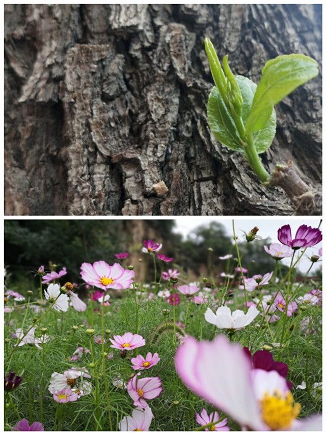 【缤纷百团】第八届“信院杯”摄影大赛：掠美身边 美在瞬间