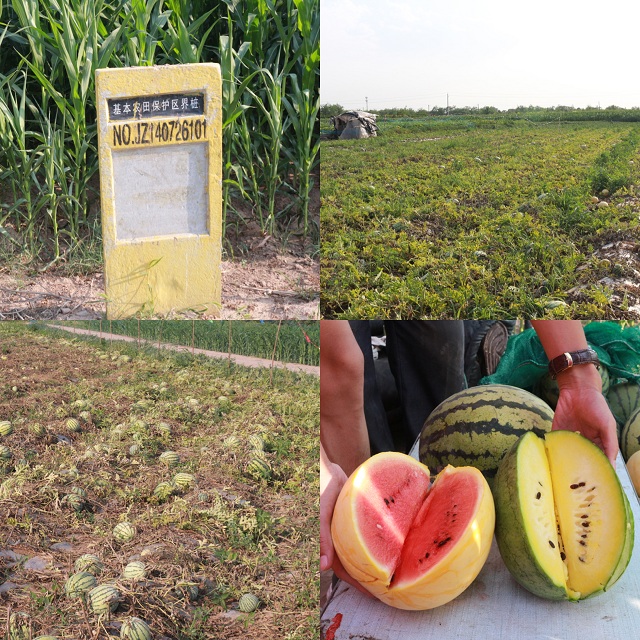 【三下乡】探访“农谷”的瓜田盛宴——2017环科系暑期“北斗星”公益实践团南阳村之行（五）