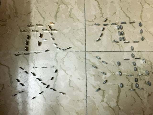 【完满班级】疫情不退我不退 争做防疫排头兵——信息工程学院计科1702班公益志愿活动