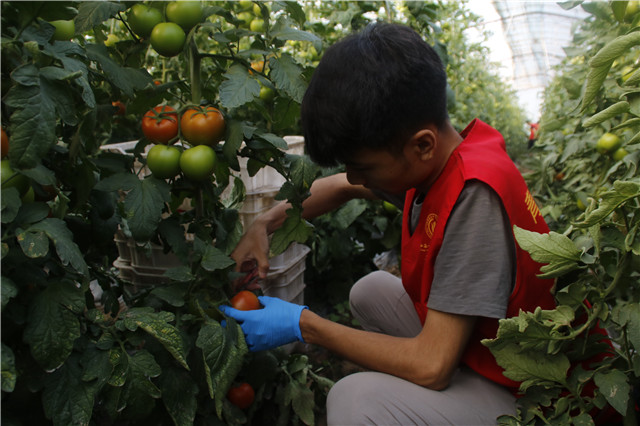 【三下乡】志愿者风采：收获番茄 收获不一般的经历——机电工程系“机时予”象谷村志愿服务纪实（三）