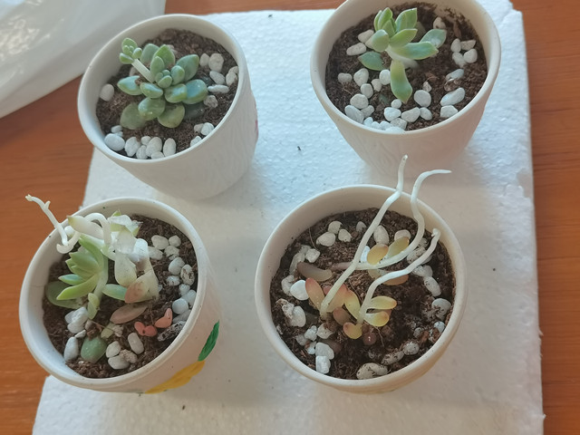 学长计划第872期:绿植绿化知多少 提高审美富内涵——商务英语学院第130期学长计划之教师导航