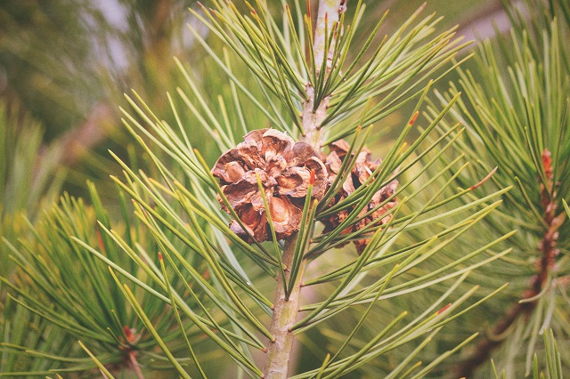 前行第137期：落叶秋风寒衣冷 萧萧木叶南归雁