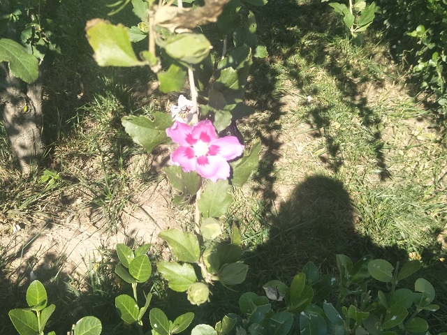 【社团快讯】金秋十月天 独闻逸花香——神农百草社花草鉴赏活动