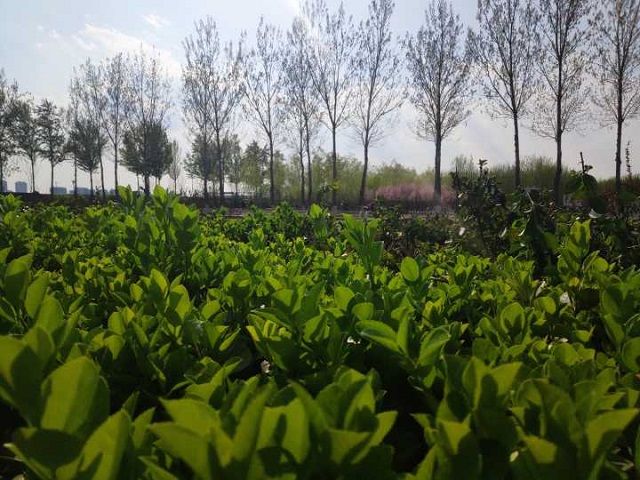 【完满班级】桥上的路 画中的你——食品与环境学院生技1701班级完满班级活动