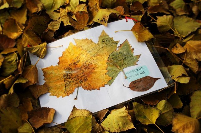 一叶诉心思 树叶原创情书大赛