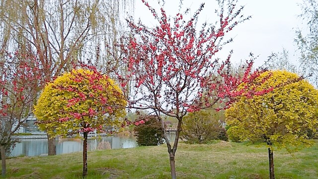 【完满班级】甜甜莓茶醇 悠悠春雨醉 ——经济管理系国贸1702班春日摄影活动