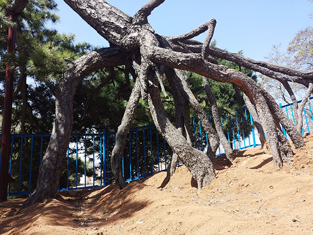 【团日活动】居家防疫 晒出你的生活——食品与环境学院园林1701班主题团日活动