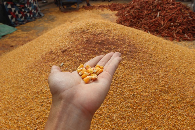 【三下乡】七月六谷香 农家齐欢畅——远景学院“改革开放四十周年调研实践团”三下乡之行