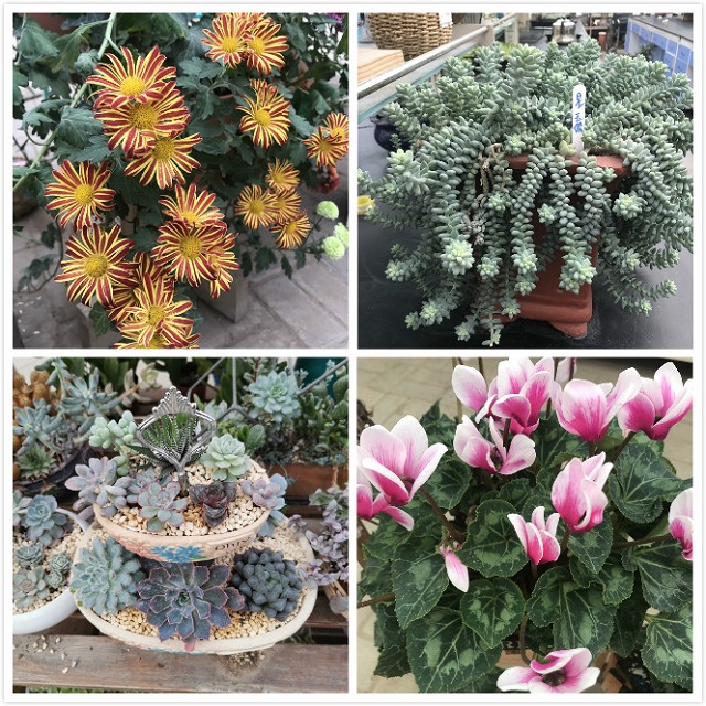 【社团快讯】新生社员农场初体验