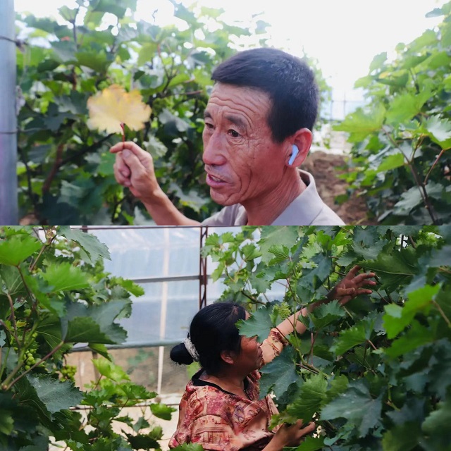 【三下乡】进田间地头·种植员张春明与“新”农来堡的十年相依——经济与管理学院“经”缘晋乡实践团助农篇