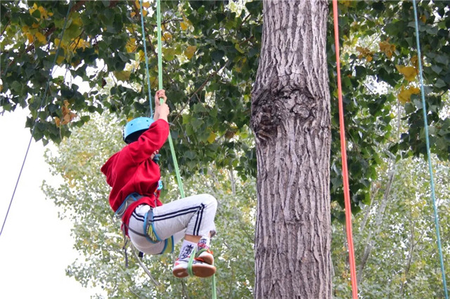 第四届“阳光杯”CISAU攀树大赛圆满落幕