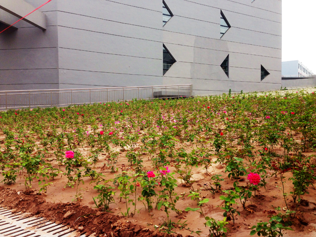 2014届毕业生孟繁雄花圃捐赠仪式顺利举行