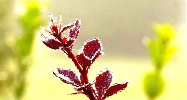 前行第138期:舞榭楼台寒风又起 傲骨如风心若磐石