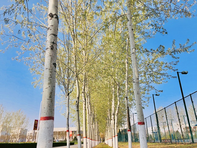 前行第177期:花开右岸 春抚信院