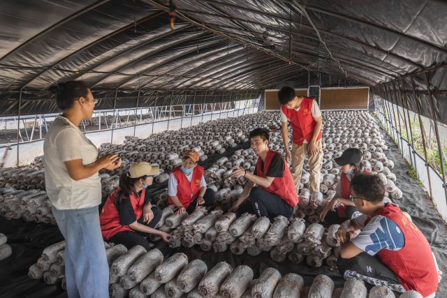 【暑期社会实践】夏季农忙时 劳作获真知——大数据学院、信息工程学院学习培育食用菌暑期社会实践活动