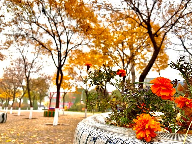 【完满班级】拥抱秋天 美在校园——食品与环境学院土管1901班完满班级活动