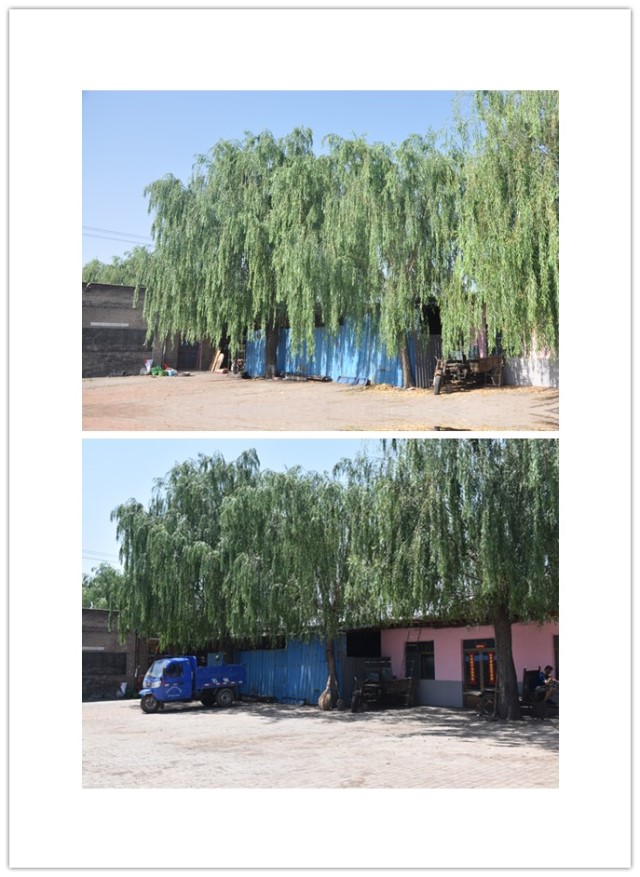 【三下乡】在我的世界里“你”最了不起——“信鸽”志愿者服务队与郭家堡村的那些事儿