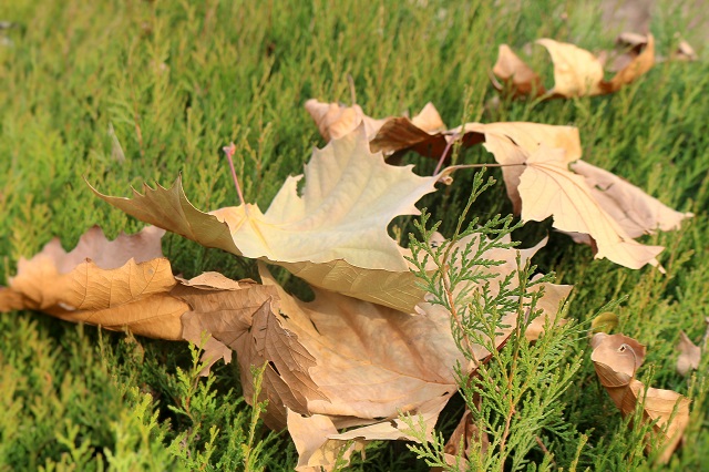 前行第137期：落叶秋风寒衣冷 萧萧木叶南归雁